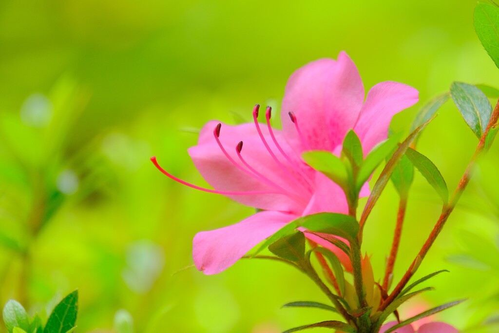 (5)散歩の途中で。12