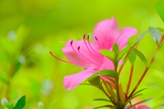 (5)散歩の途中で。12