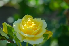 散歩の途中で。