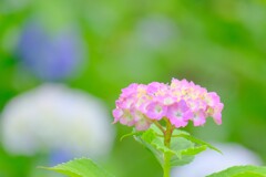 散歩の途中で。