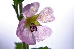 散歩の途中で。3