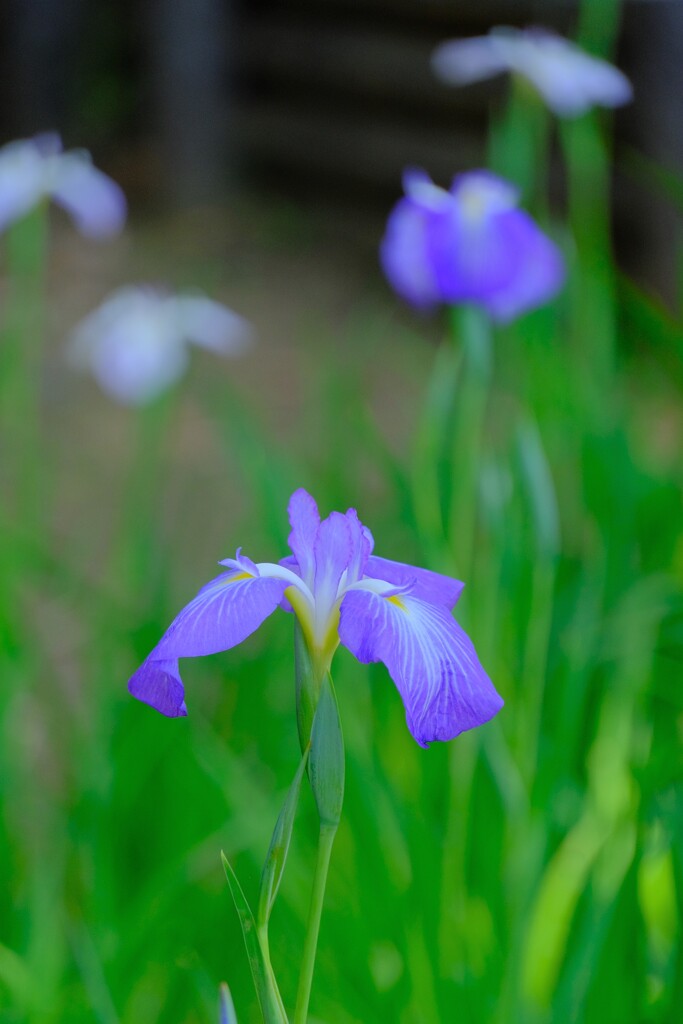 散歩の途中で。3