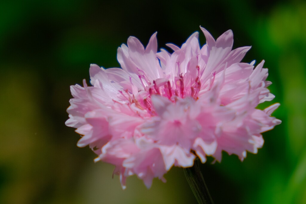 散歩の途中で。(15)