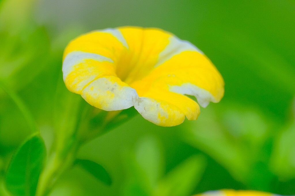 散歩の途中で。