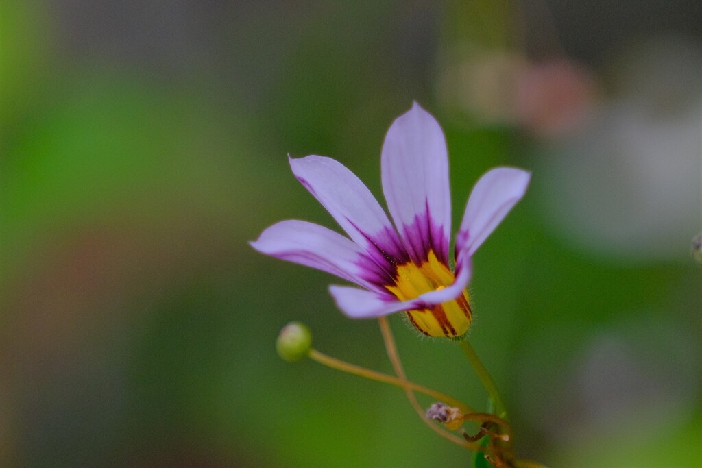 散歩の途中で。3