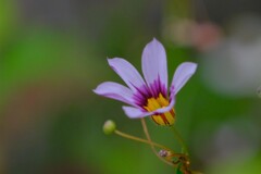 散歩の途中で。3