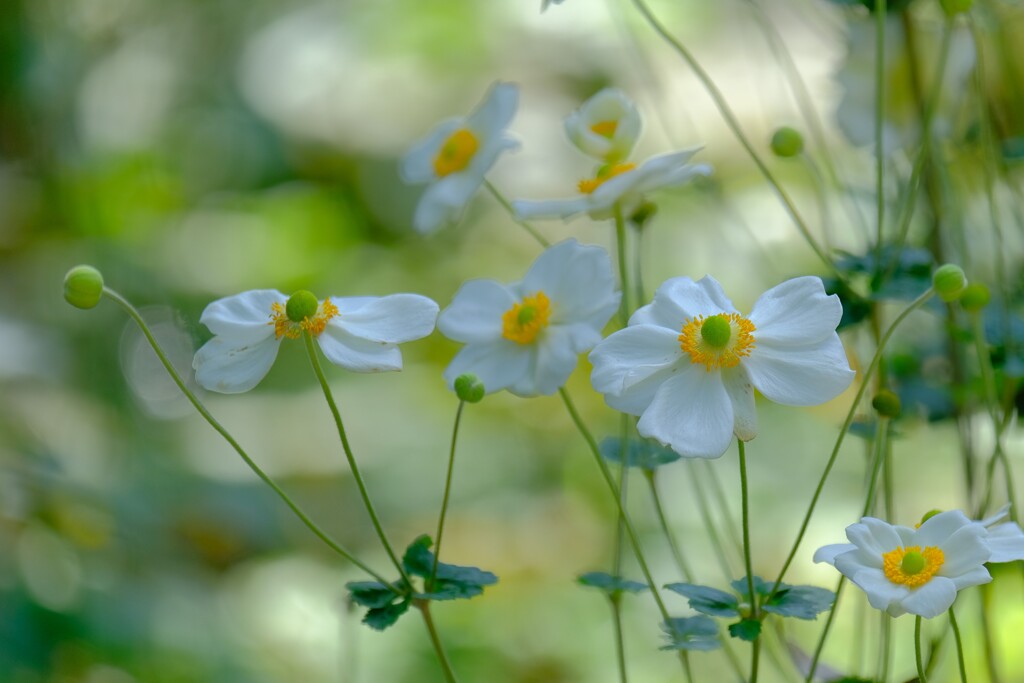 散歩の途中で。7