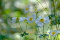 散歩の途中で。7