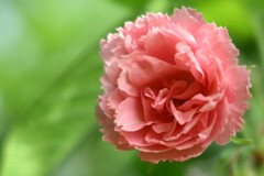 薔薇-2