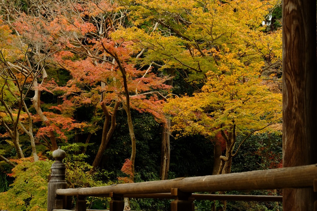 紅葉（鎌倉、妙本寺で。）