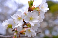 散歩の途中で。⑥