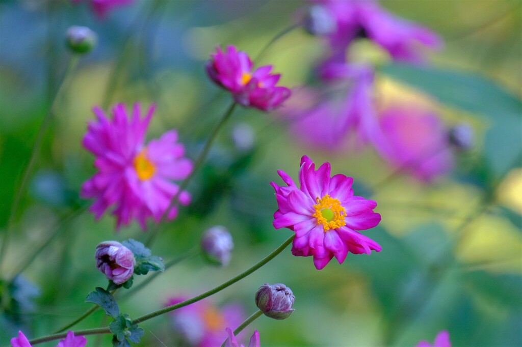 散歩の途中で。Ⅶ