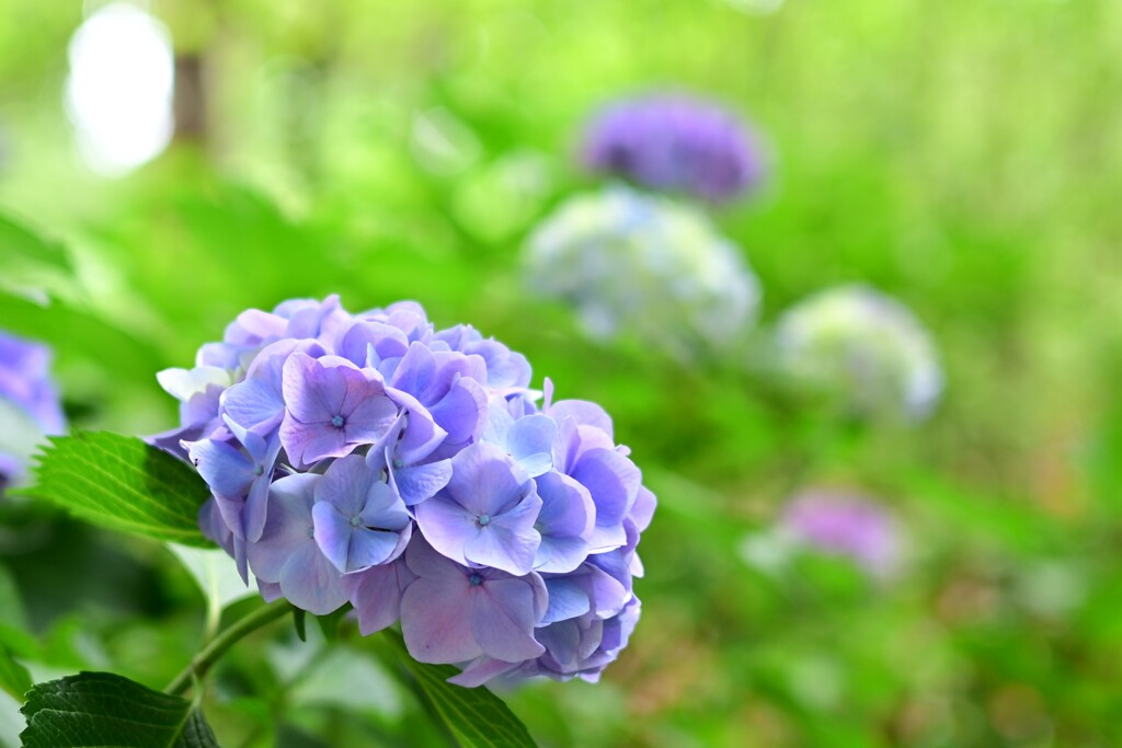 紫陽花（２）