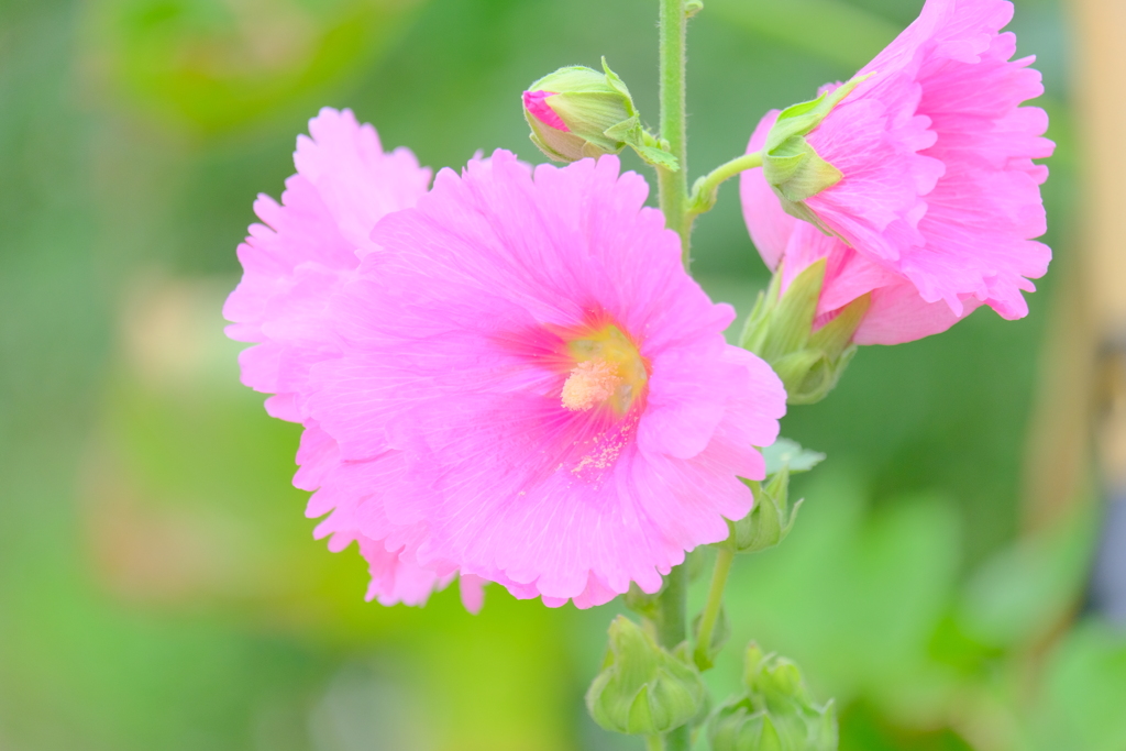 散歩の途中で。