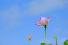 散歩の途中で。