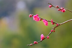 散歩の途中で。⑥