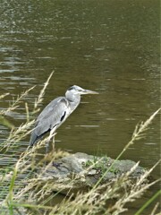 散歩の途中で。4