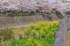 桜(藤沢引地川親水公園）５