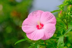 散歩の途中で。