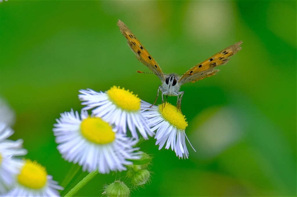 散歩の途中で。Ⅱ