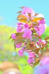 八重桜