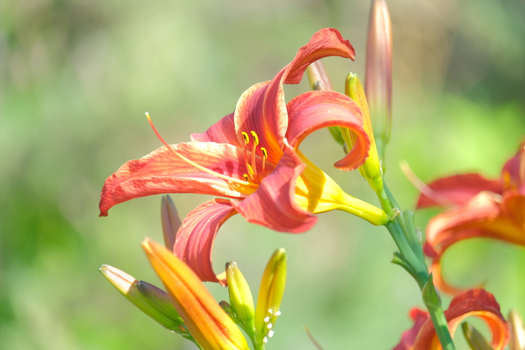 散歩の途中で。