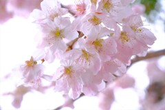 散歩の途中で。⑤