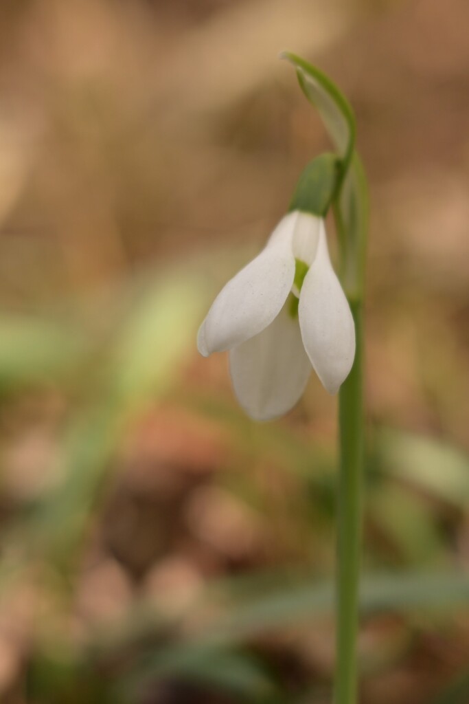 スノードロップ
