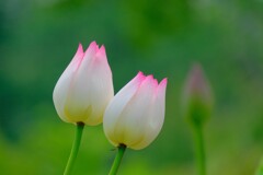 散歩の途中で。