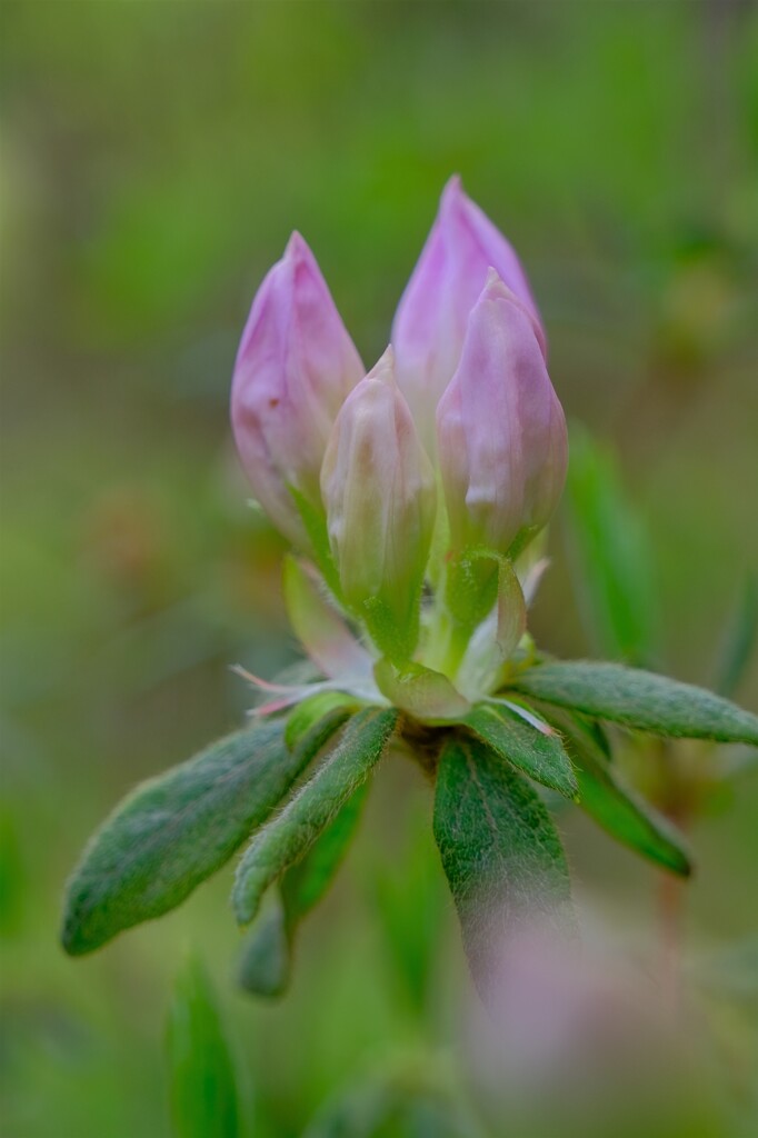 散歩の途中で。6