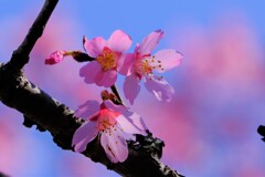 散歩の途中で。Ⅳ