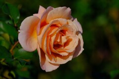 散歩の途中で。10