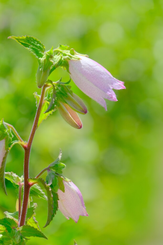 久しぶりの散歩(29)