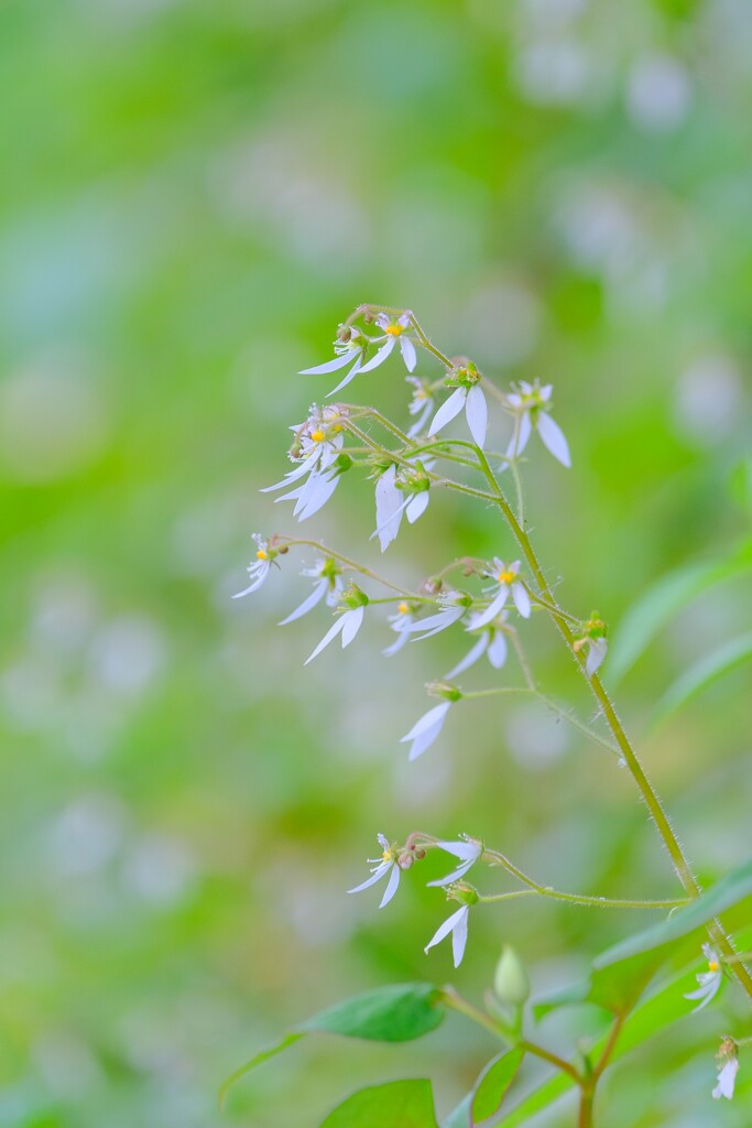 (9)散歩の途中で。8