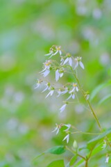 (9)散歩の途中で。8