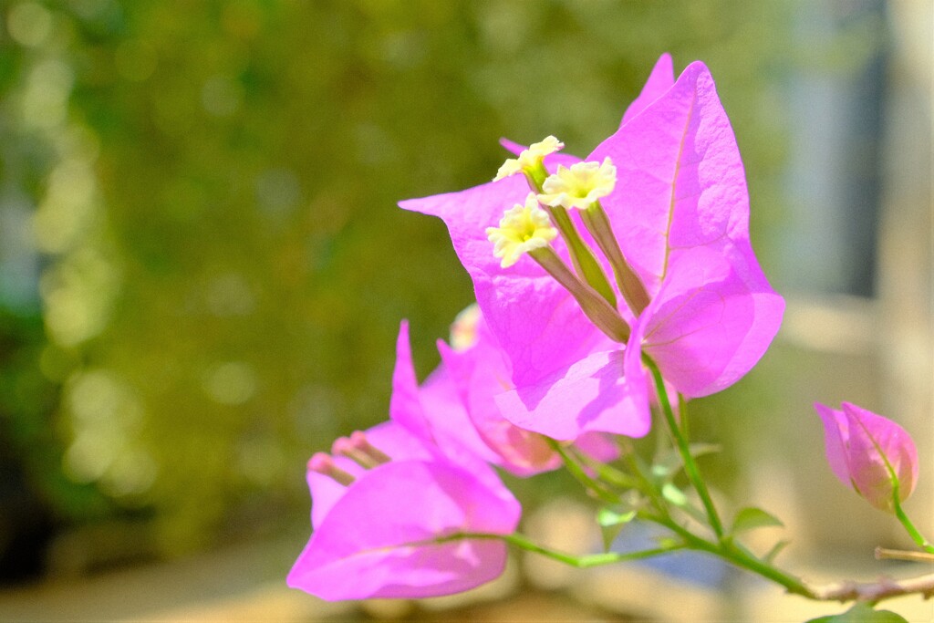 散歩の途中で。③