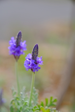 散歩の途中で。2