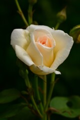 薔薇（９）