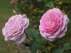 散歩の途中で。Ⅲ