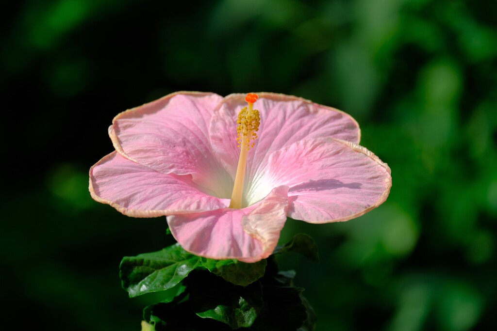 散歩の途中で。Ⅳ