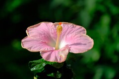 散歩の途中で。Ⅳ