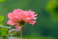 散歩の途中で。