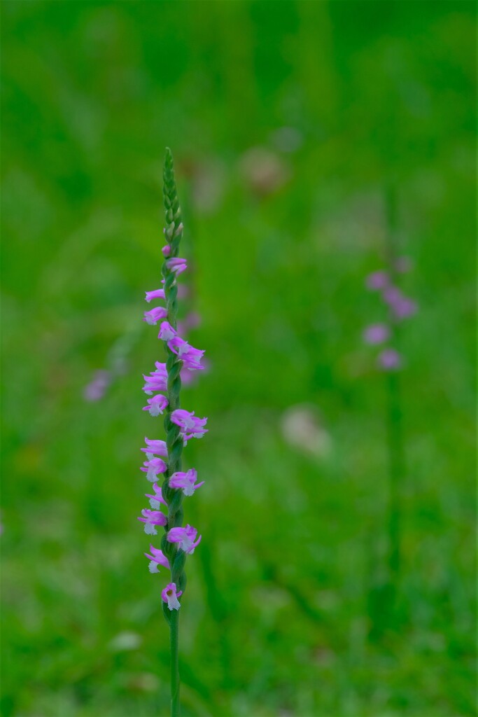 散歩の途中で。（４）