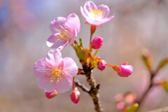 散歩の途中で。5