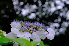 散歩の途中で。⑥