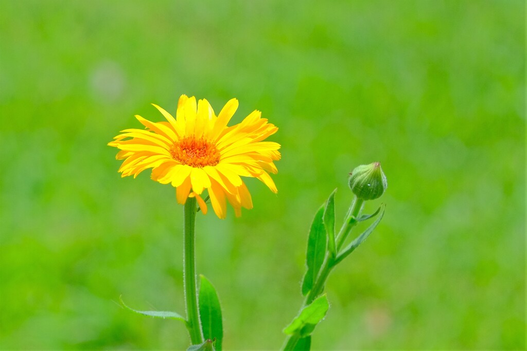 散歩の途中で。⑥