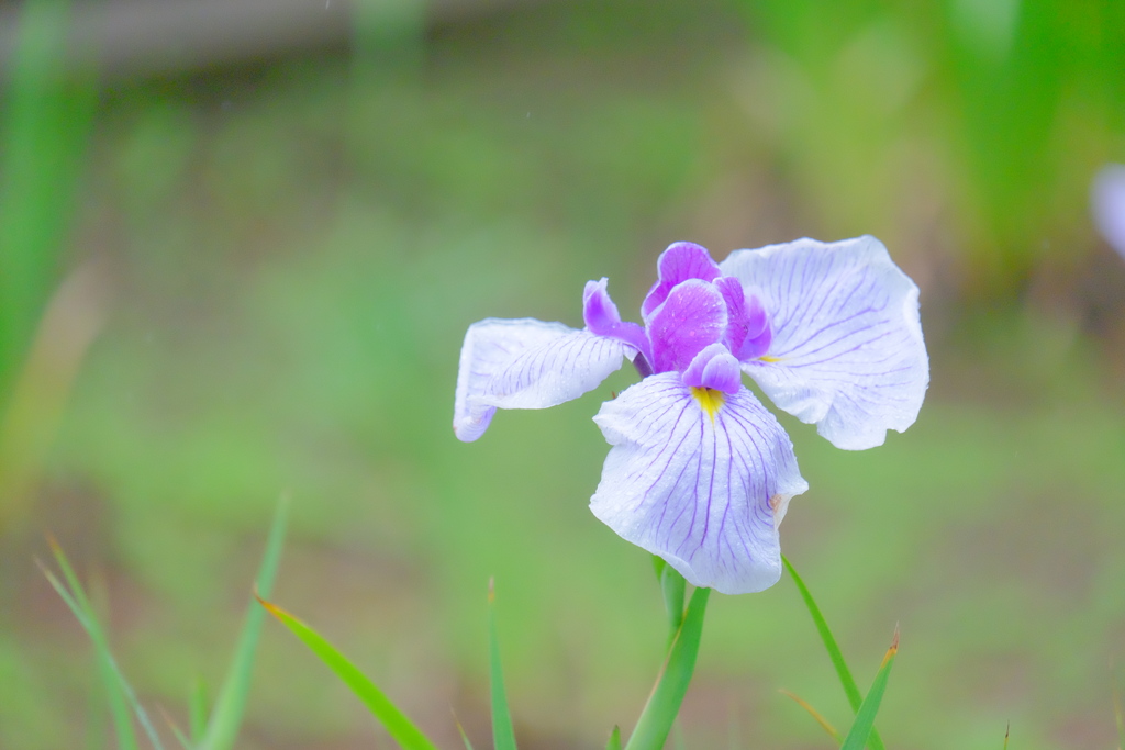 散歩の途中で。