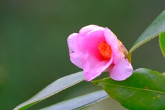 散歩の途中で。⑤