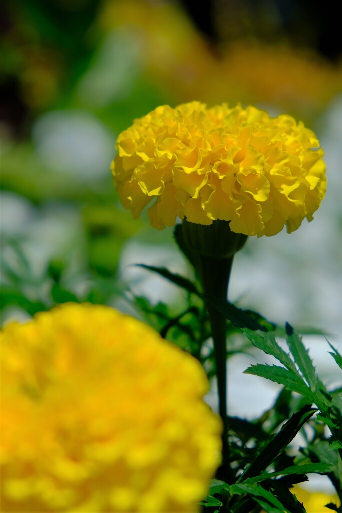 散歩の途中で。Ⅰ