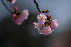 桜（４）
